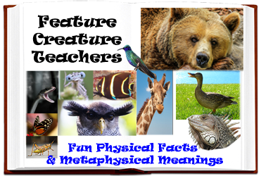 Feature Creature Teachers Feature Creature Teachers